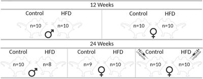 Sex-Specific Effect of High-Fat Diet on Glycerol Metabolism in Murine Adipose Tissue and Liver